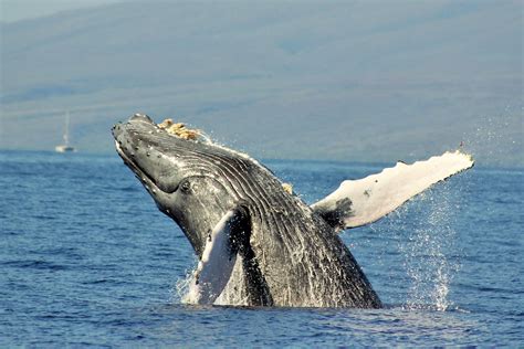 hawaiian ocean rafting|maui whale watching small boat.